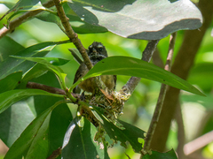 Rhipidura fuliginosa placabilis