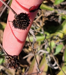 Rudbeckia missouriensis