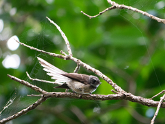 Rhipidura fuliginosa placabilis