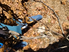 Rudbeckia missouriensis