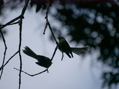 Rhipidura fuliginosa placabilis