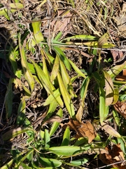 Rudbeckia missouriensis