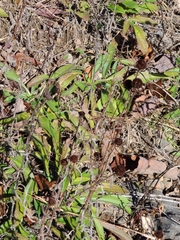 Rudbeckia missouriensis