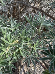 Lupinus chamissonis