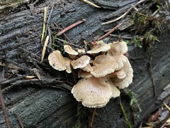 Panellus