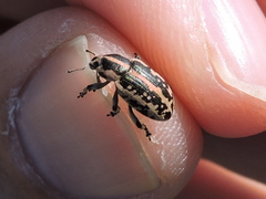 Eudiagogus rosenschoeldi