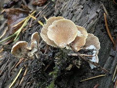 Panellus