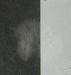 Panellus