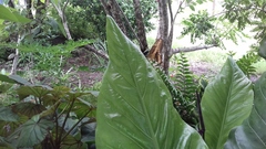 Anthurium crenatum