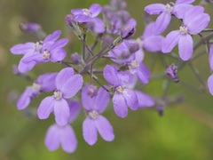 Stylidium violaceum