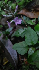 Staurogyne concinnula