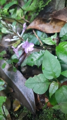 Staurogyne concinnula