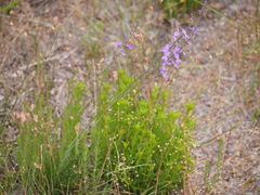 Stylidium violaceum