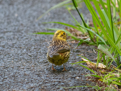 Emberiza citrinella caliginosa
