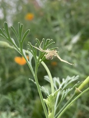 Misumessus oblongus