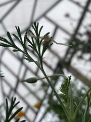 Misumessus oblongus