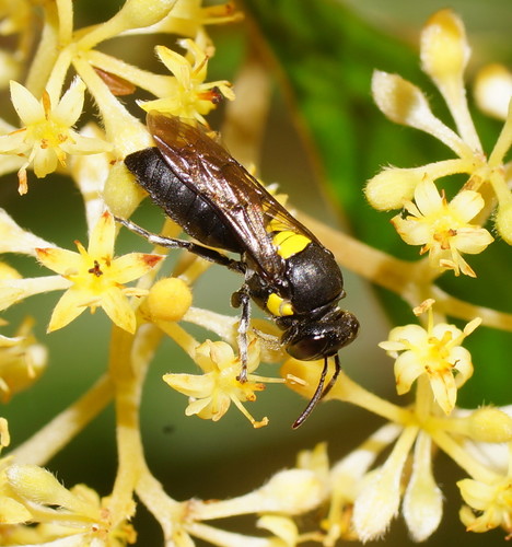 Meroglossa punctata