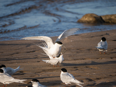 Sterna striata striata