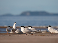 Sterna striata striata