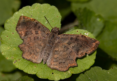 Antigonus erosus