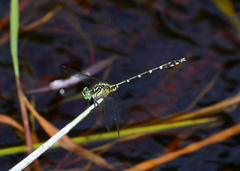 Austrogomphus ochraceus