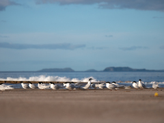 Sterna striata striata