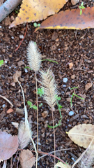 Setaria viridis