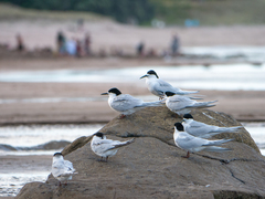 Sterna striata striata