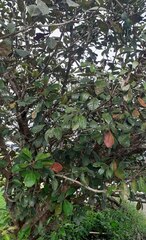 Byrsonima crassifolia