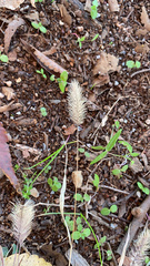 Setaria viridis