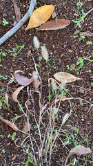 Setaria viridis