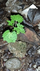 Nemopoda
