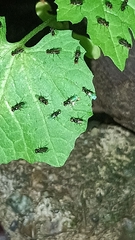 Nemopoda
