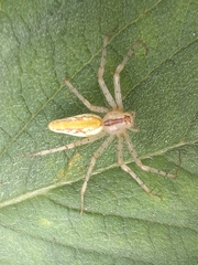 Peucetia rubrolineata