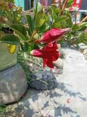 Mandevilla sanderi
