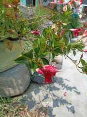 Mandevilla sanderi