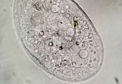 Trithigmostoma cucullulus