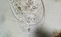 Trithigmostoma cucullulus