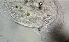 Trithigmostoma cucullulus