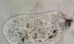 Trithigmostoma cucullulus