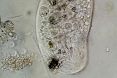 Trithigmostoma cucullulus