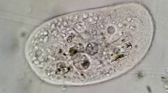 Trithigmostoma cucullulus