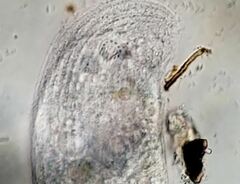 Trithigmostoma cucullulus