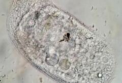 Trithigmostoma cucullulus