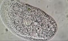 Trithigmostoma cucullulus