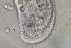 Trithigmostoma cucullulus