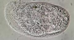 Trithigmostoma cucullulus