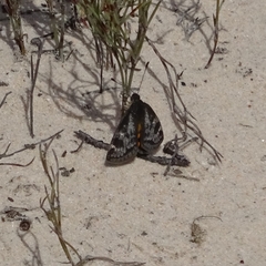 Synemon parthenoides