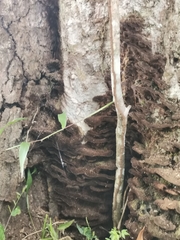 Ischnoderma benzoinum