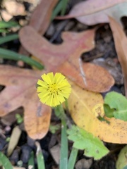 Youngia japonica